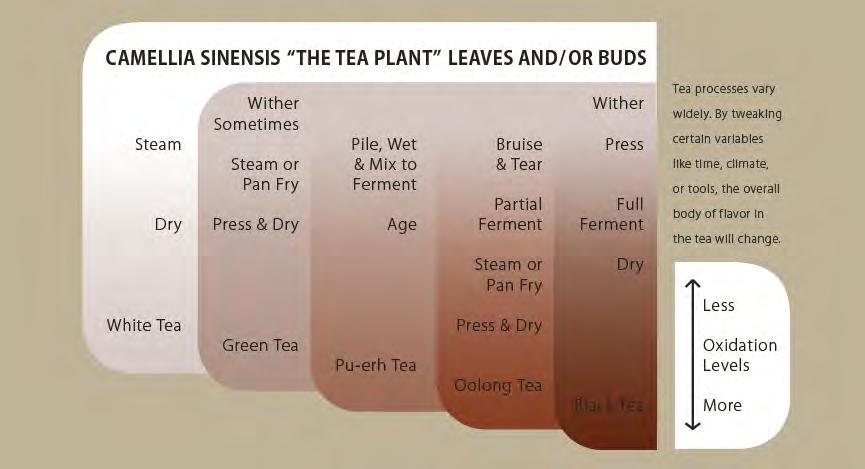 What is Tea and Where Does it Come From? Here are some basics. All tea comes from the tropical plant known as Camellia sinensis.