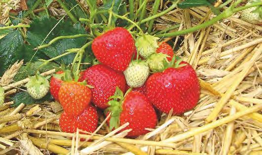 New Variety: Allegro (FF 1602) New early variety from Fresh Forward Good yield, good fruit