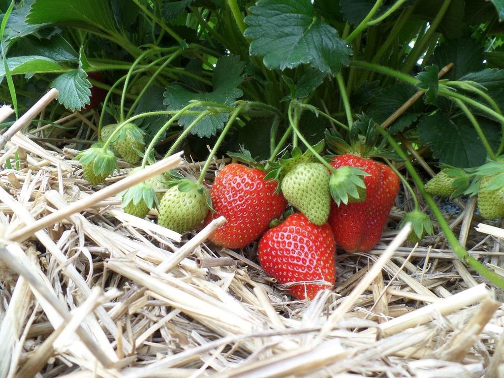 New Variety: GS 10-81-17 New late variety from Flevo Berry Good yield