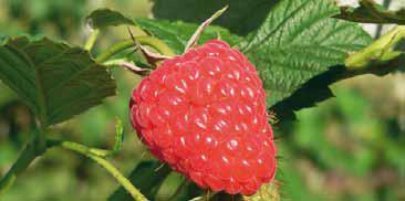 Kwanza (Primocane) Kwanza - late fruiting, easy growing variety - high yield, good fruit quality -