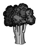 Broccoli Fun Facts: Broccoli is the eighth most frequently eaten vegetable in the U.S. and is the most popular of the cabbage, or cruciferous, family of vegetables.