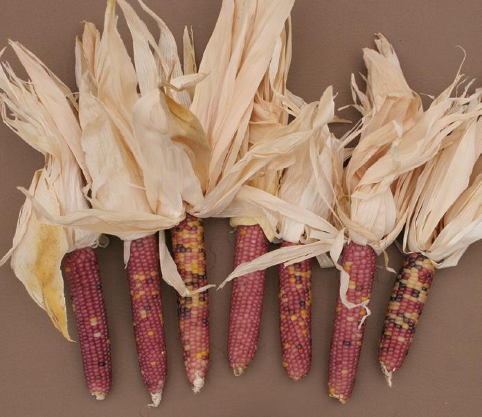 Like other types of corn, ornamental corn is easily cross-pollinated, which often results in variable ear color. Figure 1.