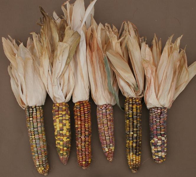 Green and Gold Dent has good ear fill and produces attractive gold and green kernels.