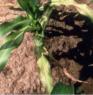 Ornamental corn grown on high ph soils that are also very high in available phosphate may show zinc deficiency during some years.