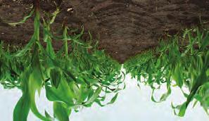 2 Hemp seeds, whether or not broken (Kilogram) 10,477 1,045 21,049 1,880 30,102 2,519 Sugar beet seeds, for sowing (Kilogram) 57 20 0 0 0 0 Seeds, lucerne (alfalfa), for sowing, certified (Kilogram)