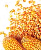 Ton) 518 2 0 0 0 0 Grain sorghum, seed for sowing (Metric Ton) 162 0.5 403 1 252 0.8 Buckwheat seed (Metric Ton) 173 3 142 0.