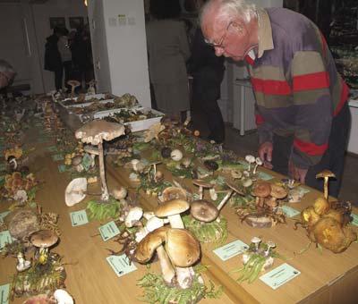 The exhibition impressed us all and with about 300 species of fungi, all beautifully displayed and individually