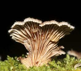 which, with its hairy surface and forked gills, looked particularly attractive.