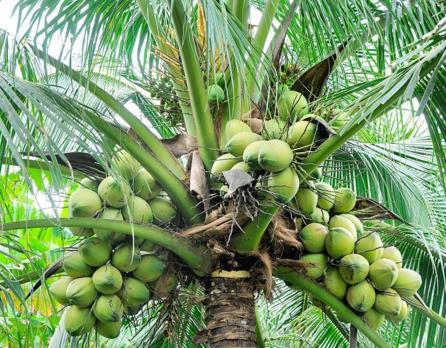 Fruit of the Month Coconut Scientific Name: Cocos nucifera Family: Arecaceae (Palmae) Coconut palms are an important bellwether for tropical fruit growers.