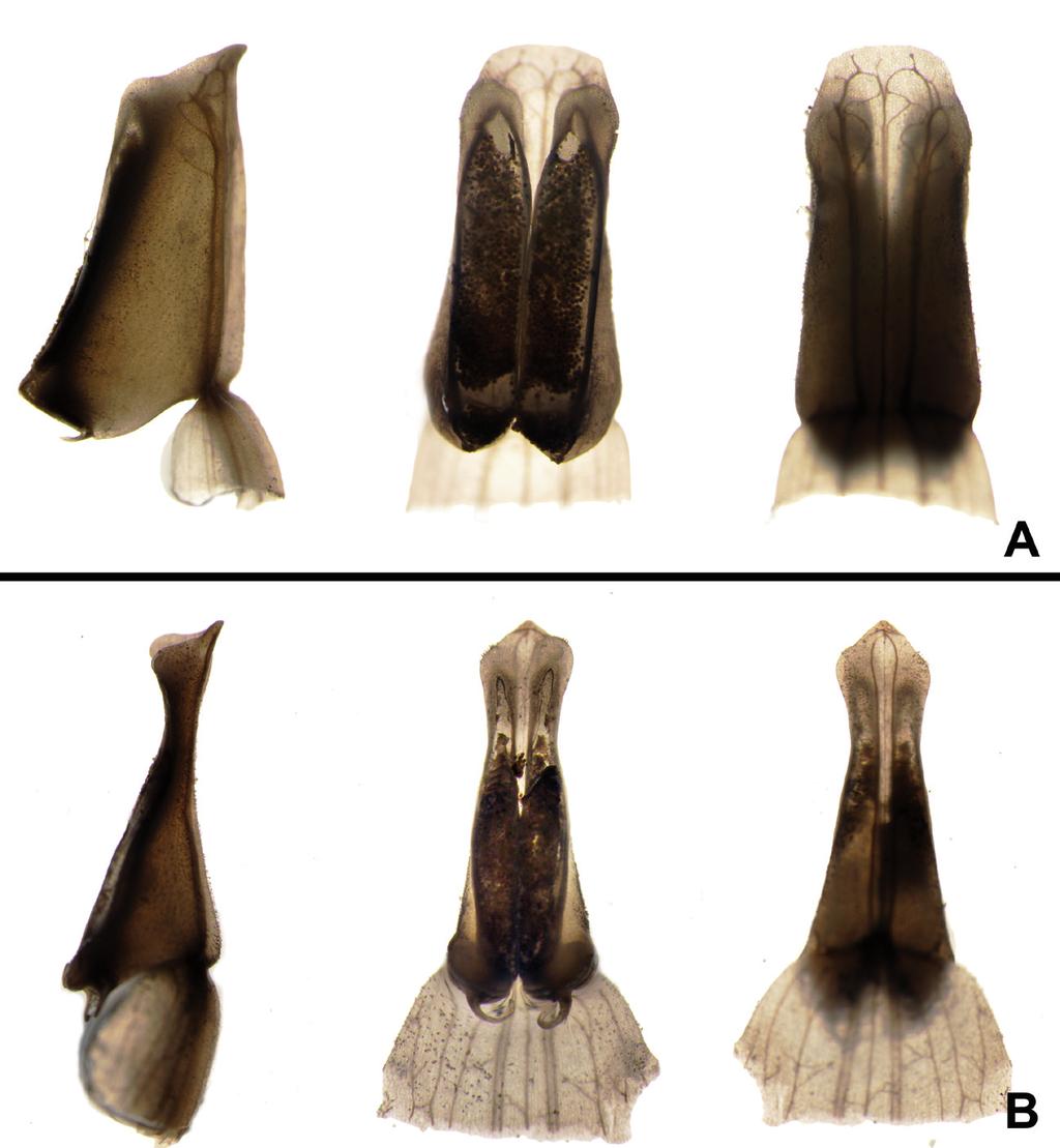 116 Gard. Bull. Singapore 62 (1) 2010 Figure 3. Anthers in side, front, and back view. A. Curcuma vitellina (Trầ n et al. 70); B. Curcuma pierreana (Trần et al. 26). Photographs by H.Đ. Trần.