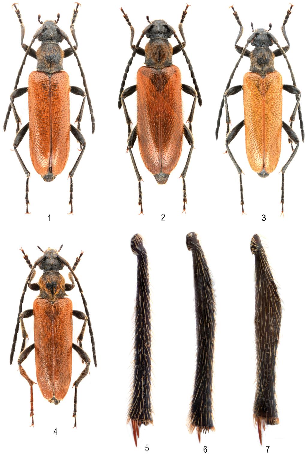 A new Alosterna and other Cerambycidae from Lebanon 25 Figs 1 4. Alosterna species, dorsal view: 1 = A. libani sp. n., holotype, male, 2 = A. libani sp. n., paratype, female, 3 = A.