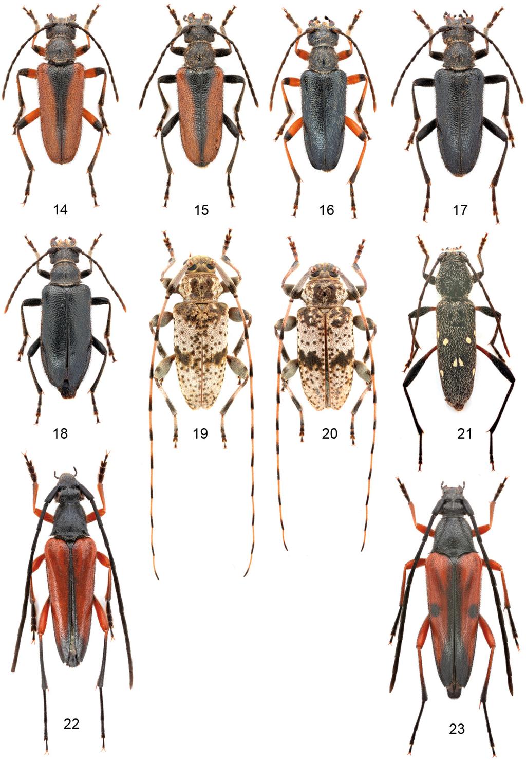 A new Alosterna and other Cerambycidae from Lebanon 29 Figs 14 23. Cerambycidae species, dorsal view: 14 17 = Cortodera colchica colchica Reitter, 1890 from Bcharre env.
