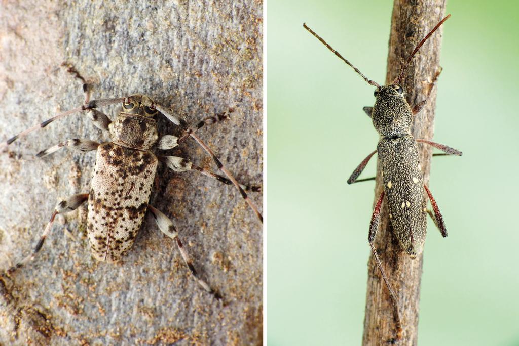 A new Alosterna and other Cerambycidae from Lebanon 31 Figs 24 25.