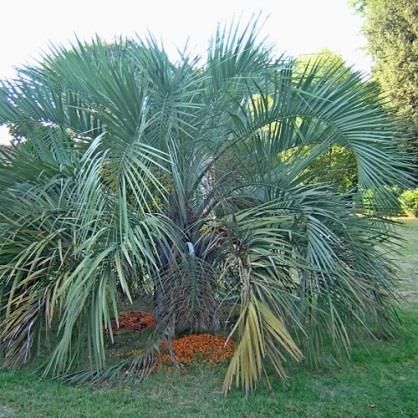 Trees produce clusters of date-sized orangeyellow fruits that are used in jam/jelly recipes, which give this plant its other name: jelly palm. This species grows slowly but can reach 20 ft. high.
