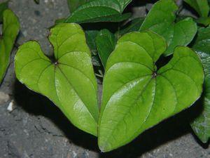 Leaves alternate on this plant and as a vine it can grow up to 70 ft. in length.