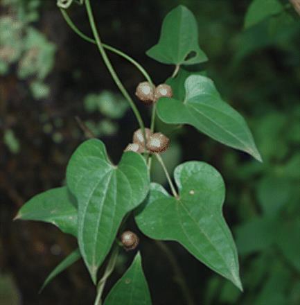 Toxic. D. oppositifolia, cinnamon vine, is another vine from Asia from the 1800s. These can climb up to 65 ft. high and cover shrubs and trees.