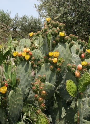 Indian fig Opuntia ficus-indica This plant has been cultivated since ancient times for its fruit, but its origin is believed to have been in Mexico.