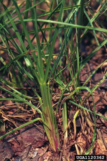 Bahia grass Paspalum notatum A perennial grass planted for forage and soil stabilization, this