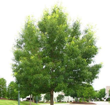 tall, this tree originates from Asia as an ornamental and wildlife food source.