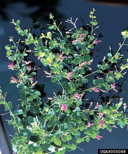 Like other Lespedeza species, this plant can become invasive. - L. bicolor can reach 3-10 ft. in height.