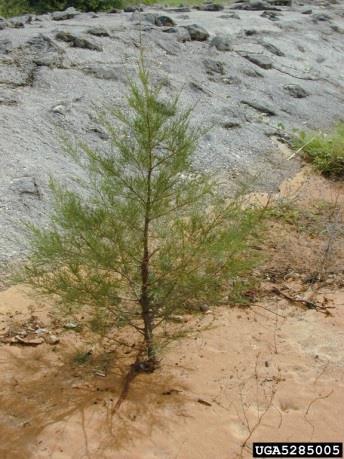 Australian Pine Casuarina equisetifolia Originating from Australia and Southeast Asia, this tree entered North America as an ornamental. Growing up to 150 ft.