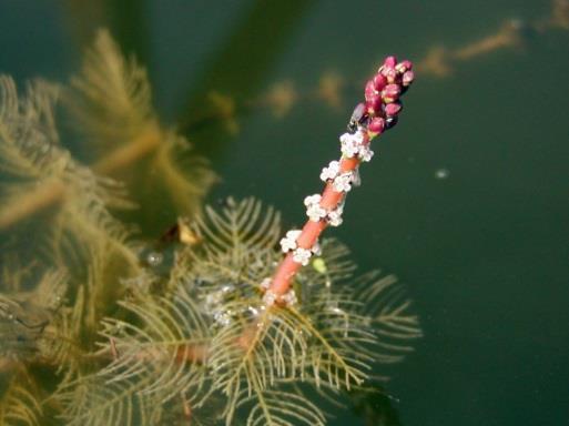 Eurasian water milfoil - Myriophyllum spicatum Originating from Eurasia or northern Africa, this plant s introduction could be attributed to ship ballast in the 1800s or as packing material for