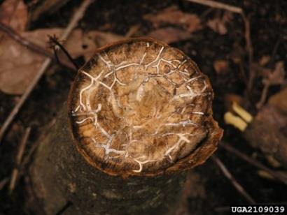 Both adults and larvae feed on the fungi and not on the wood of the damaged host plant. It is the fungus that gradually kills the tree. Plants show signs of flagging, where limbs die off.