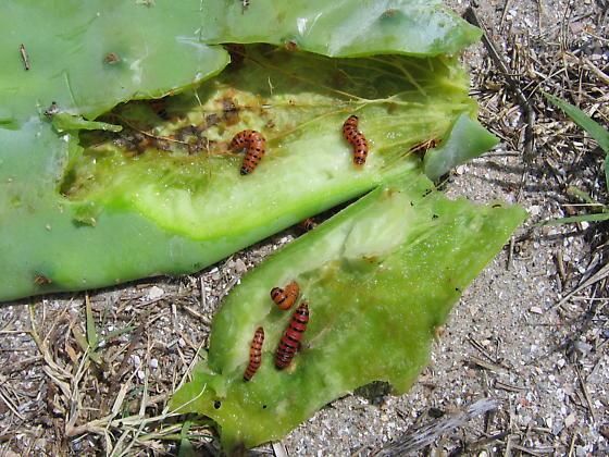 Larvae start out pink-cream colored and become orange with age, just as the black and red dots coalesce with age to form bands.