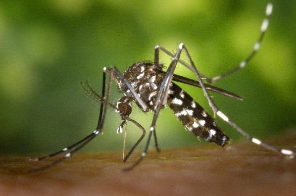 Asian tiger Mosquito - Aedes albopictus Native to Asia, this species came to the United States as early as the late 1800s.