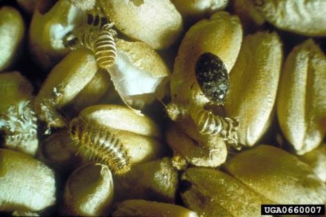 become one based on its history in other states. Khapra beetle - Trogoderma granarium First noticed in 1953 from India, this beetle is frequently intercepted on imported cargo.