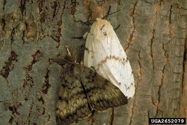 Asian gypsy moth - Lymantria dispar dispar European Gypsy moth Lymantria dispar Introduced from Europe in the 1800s, it was imported for silk production.