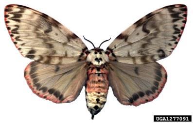 Rosy gypsy moth - Lymantria mathura This Asian moth is not yet present in the United