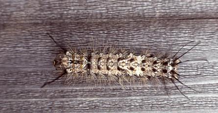 It eats a large variety of hardwoods, and densities can be up to 1,000 caterpillars per