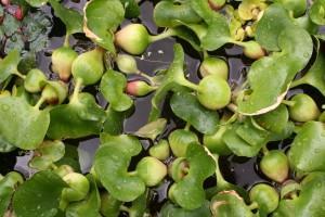 Water Hyacinth - Eichhornia crassipes This floating perennial plant is a pest in many parts of the world, having