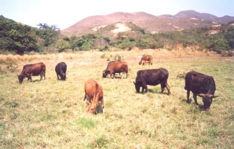 Feral Cattle Descendants of domestic cows released into the wild.