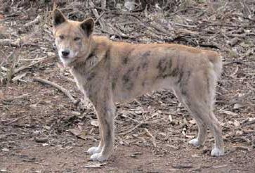 Can spread disease and hybridize with native canines (coyotes, wolves), as well as potentially serving