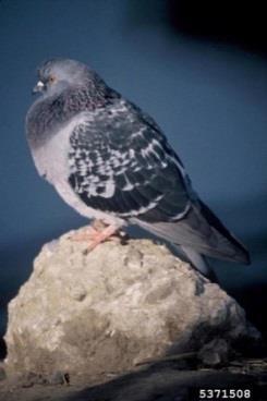 Pigeon Columba livia Also called the Rock Dove or feral pigeon, their natural range is hypothesized to be in western and southern Europe, North Africa, and South Asia.