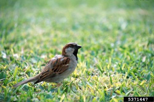House sparrow Passer domesticus Small, non-migratory bird that is found in agricultural, suburban, and urban areas.