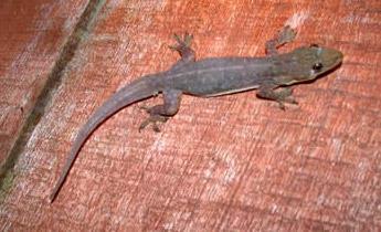 Their skin is smooth, unlike the nonnative Mediterranean gecko. Cosmopolitan house gecko Hemidactylus mabouia Nocturnal.