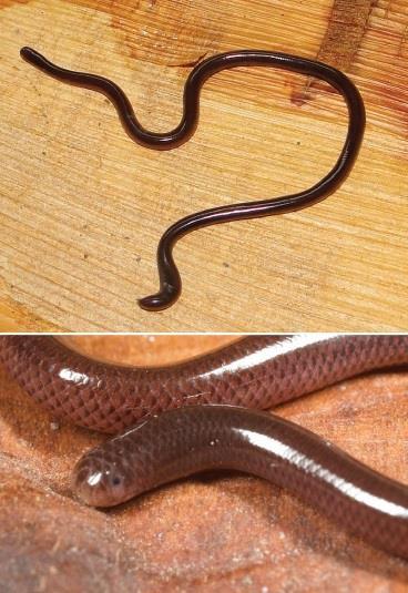 Brahminy Blind Snake - Ramphotyphlops braminus From Africa and Asia, this species is completely fossorial, resembling earthworms but do not have the segments.