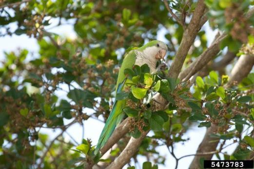 Monk parakeet Myiopsitta monachus In its native range, in subtropical and temperate South America, it populates savannah woodlands, farmland, plantations, orchards and cultivated forests in low