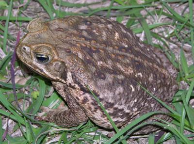 Cane toad Bufo marinus Currently founded with populations in Florida and Hawaii, this species came from Central and South America as escaped pets. Frogs grow 4-6 in. and sometimes up to 9 in.