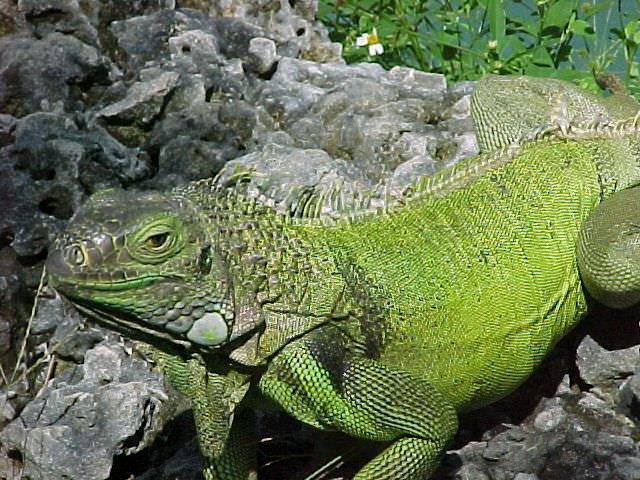 They also do not have ridges or crests on the top of their head. They feed on a variety of invertebrates, but also frogs, small birds, reptiles, and mammals.