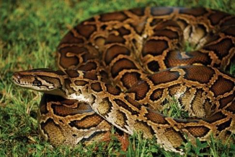 Pythons (Burmese, Rock, Reticulated) Python bivittatus, P. sebae, P.