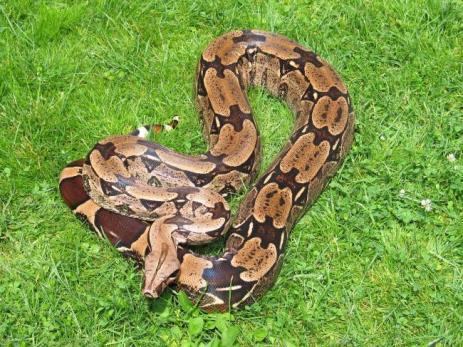Boa Boa constrictor First located in Florida in 1990, the common boa is native to Central and South America, where it grows 8-13 ft.