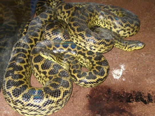 Given Florida s warm climate, the snake s prey items, and its prolific breeding method, this is species to be watched. Anaconda Eunectes murinus, E.
