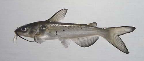 It is invasive in the Chesapeake Bay area, and other fish species populations declined there when it was introduced in the 1990s. Fish eat invertebrates and other fish, and usually weight 20-40 lbs.