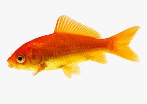 Goldfish - Carassius auratus auratus Goldfish are widely introduced through aquarium dumping, and can carry fish diseases that can harm natives.