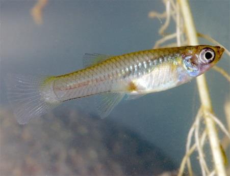 Western mosquitofish - Gambusia affinis Introduced to eat mosquito larvae in the 1900s, this species also eats a variety of other insect larvae, zooplankton, and aquatic plants, as well as preying on
