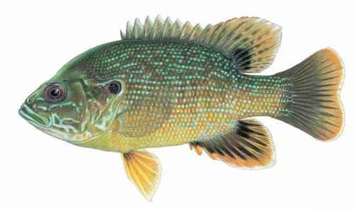 Livebearers, fish give birth to live young, removing the vulnerable egg stage and giving them and edge. In addition, fish are known to be aggressive towards natives, even larger fish.